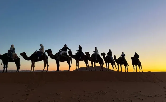 Camel caravan silhouetted against a pale sunset in the dunes